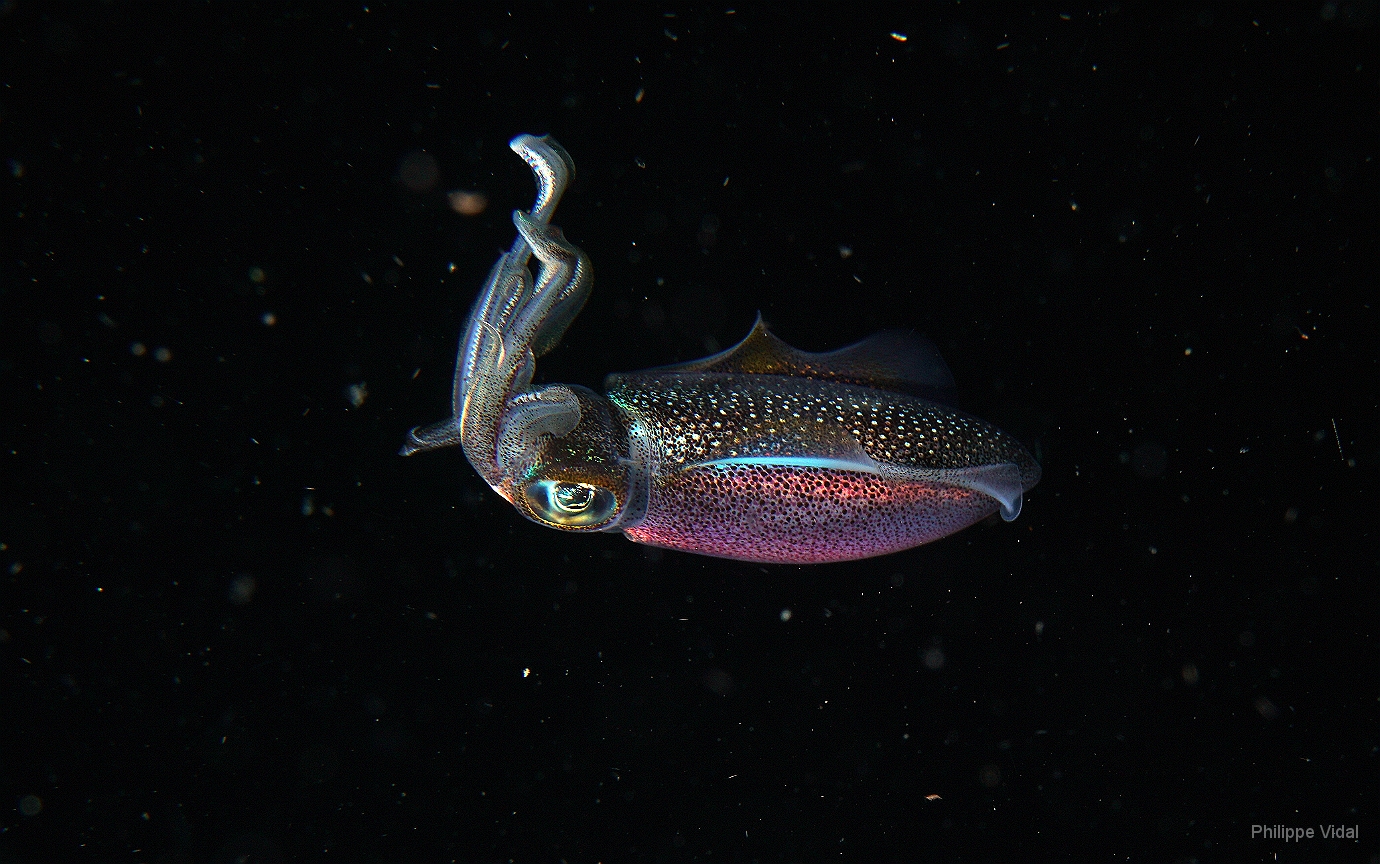 Birmanie - Mergui - 2018 - DSC02788 - Bigfin reef squid - seiche - Sepioteuthis lessoniana.JPG